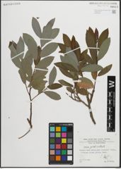Foto von Salix pedicellata Desf.